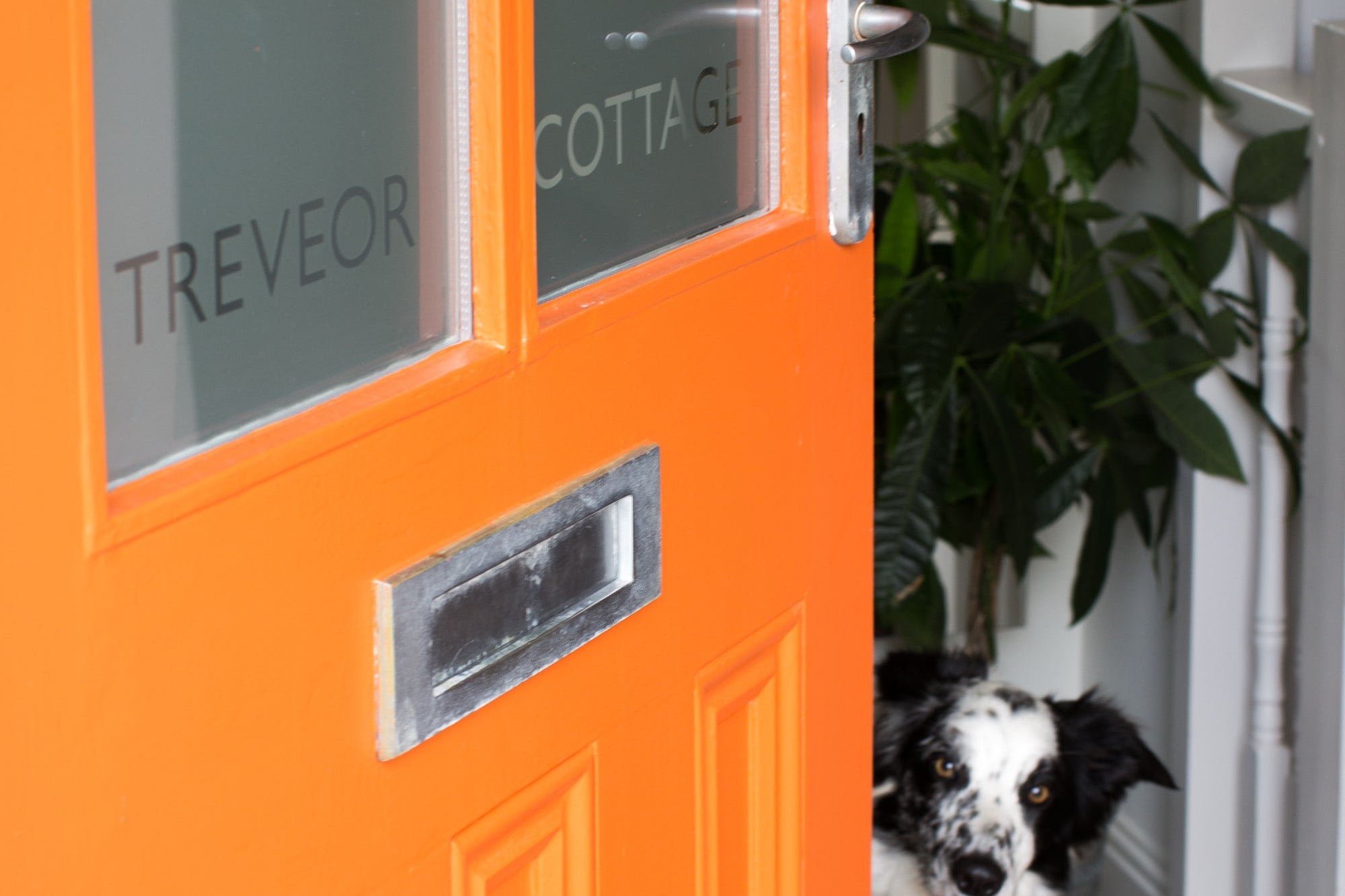 🐾 Why do dogs love Brume Window Films? 🐶