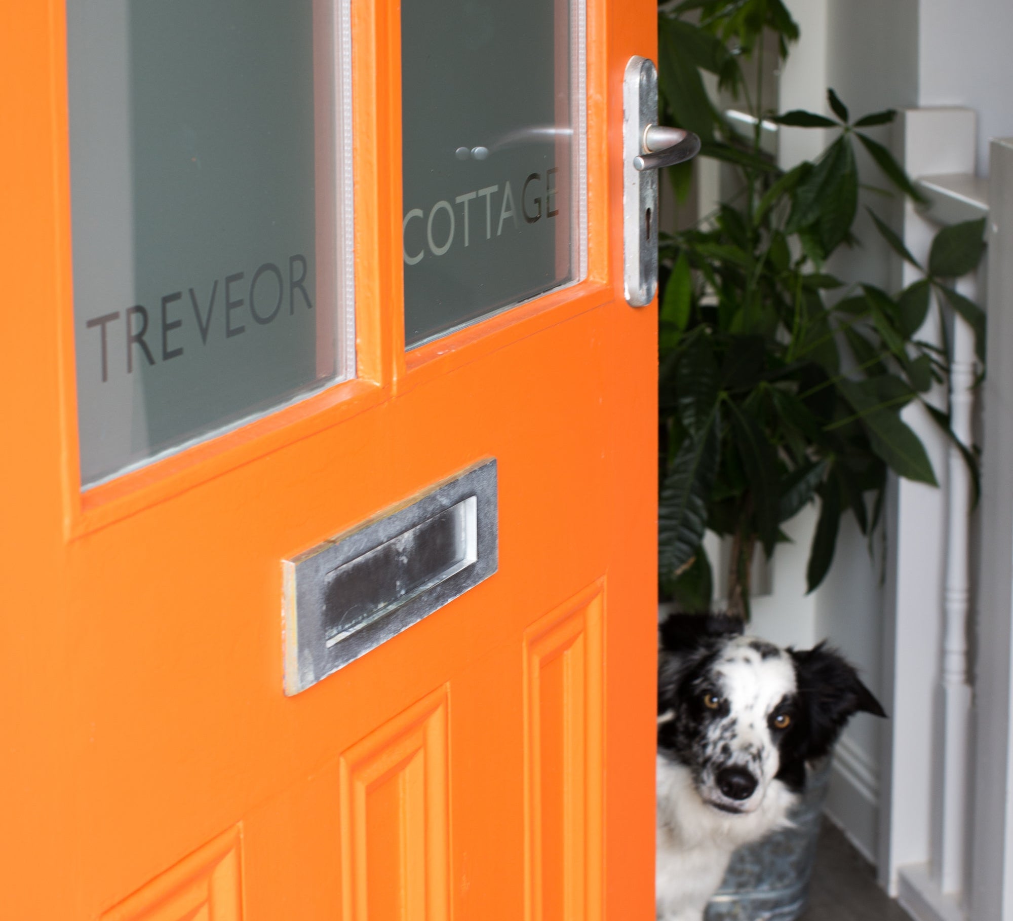 🐾 Why do dogs love Brume Window Films? 🐶