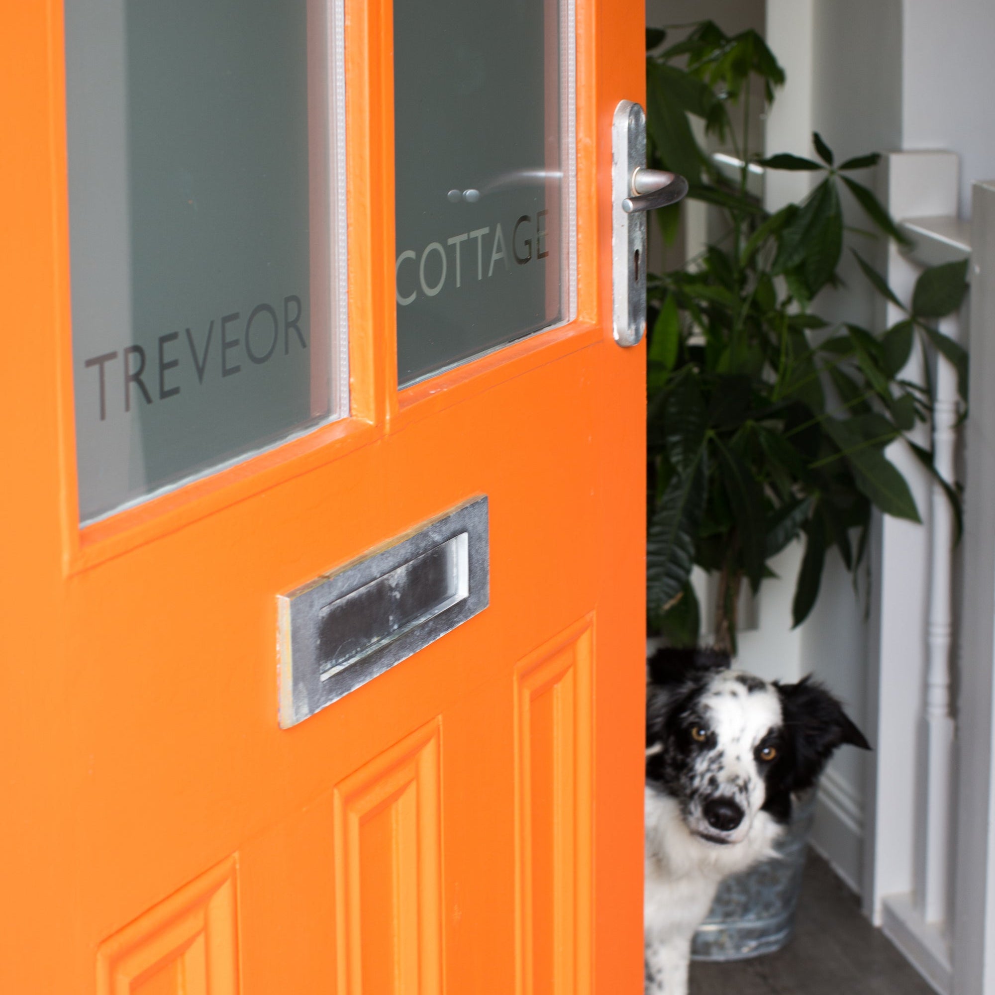 🐾 Why do dogs love Brume Window Films? 🐶