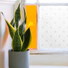 Fleur de Lys patterned window film