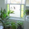 Exotic Birds on Perch